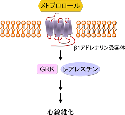 Gタンパク質共役型受容体（GPCR）に関する研究